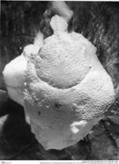 Historisches Foto von Ambulocapsa sentosa (Robins et al., 2013) (NHMW-AFW-GEO-BACHMAYER-FOTO-1990-0041-2783)